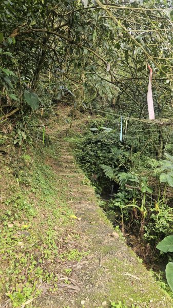 20260316艋舺崙古道-新路尾山-大竹林山3018612