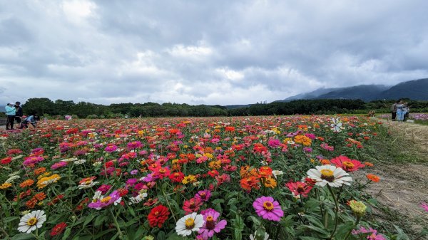 關渡花海,大龍峒孔廟,保安宮,迪化街2345353