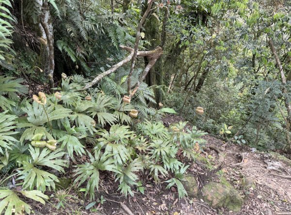 [微笑山線_第八段] 2026_0411 二格山系_筆架山南峰3035180