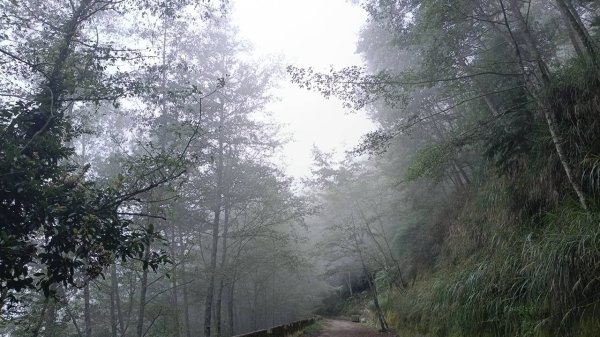 20251010 大雪山國家森林遊樂區 - 船型山林道 登 烏石坑山2911056