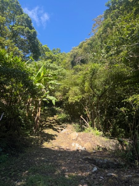 2025-08-30 豎旗山西北稜上-豎旗山-烏山古道西段下2874115