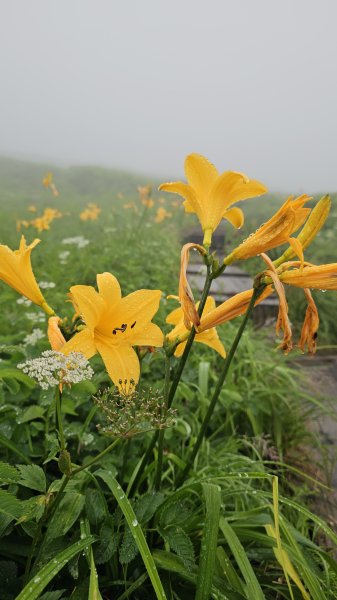 240811-山形信仰之山-月山（がっさん）。美美兔特選日本百名山之一。2603781