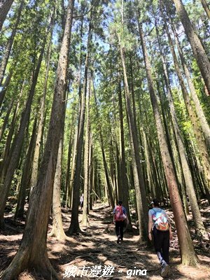 【台中和平】長壽山_肥崠山_山徑3077647