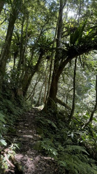 20240723新竹尖石水田林道鴛鴦谷瀑布步道2559715
