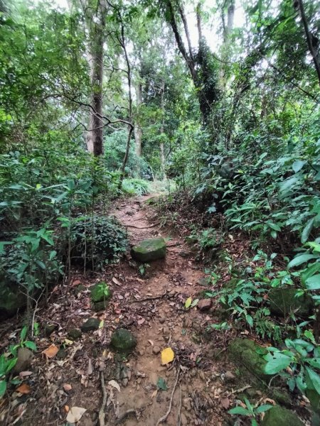 關西赤柯山、東獅頭山步道2262835