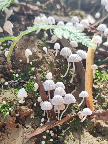 後花園散散步2855170