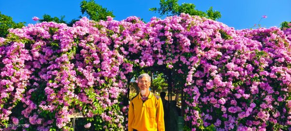 #蒜香藤 #泰山楓樹河濱公園 11/242943660