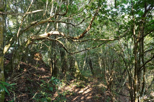 新竹 尖石 屯野生台山、石麻達山2441142