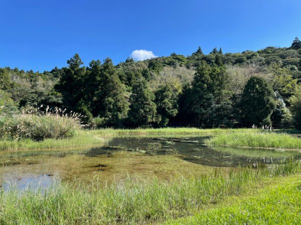 陽明山賞落羽松1524056