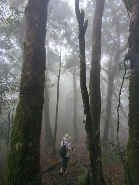 2025.07.13－漫步於森林中：鵝公髻山2835446