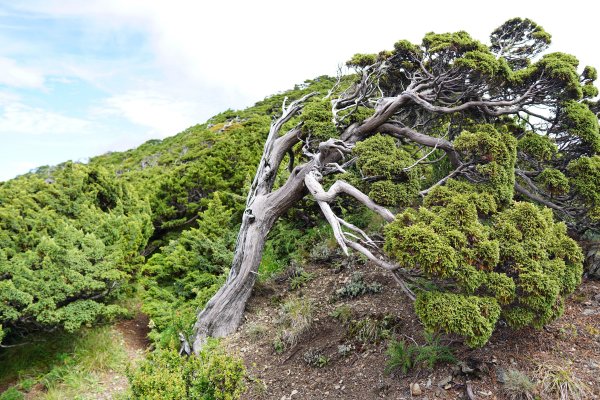 2018-08-03雪山主北431331