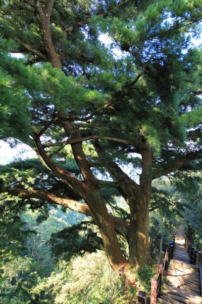 大坑四號登山步道422059