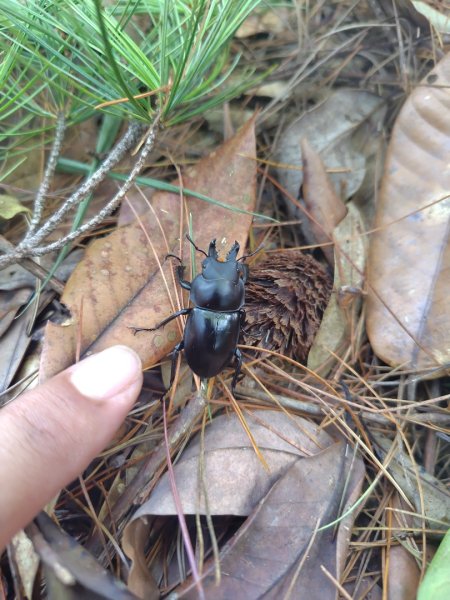 唐麻丹山 蝴蝶谷2918828