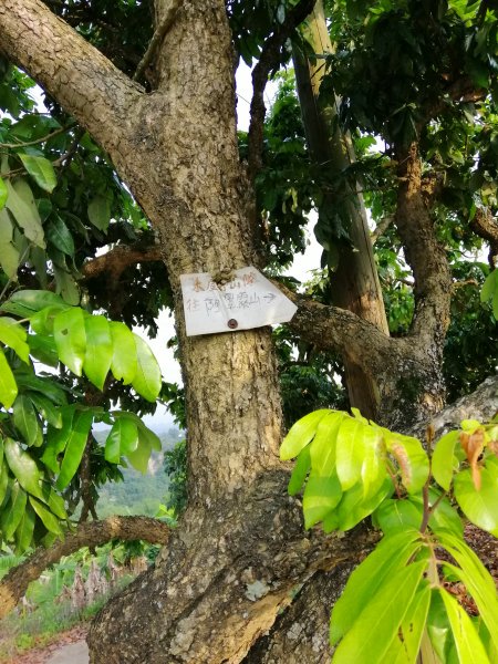 散步賞景。編號46小百岳~阿罩霧山752803