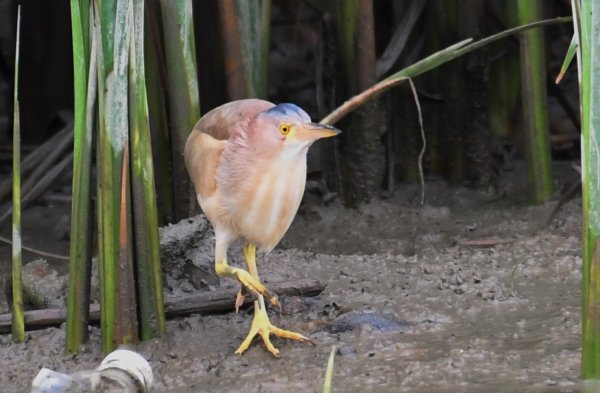 2016年, 九年前, 5, 6月份, 華江雁鴨自然公園2807706