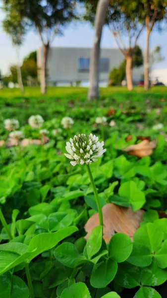 《台中》城市漫遊｜中央公園202203051631074