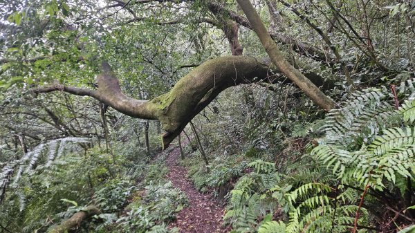 20251127菁苗步道-紅樓秘境-環七星步道O型2947307