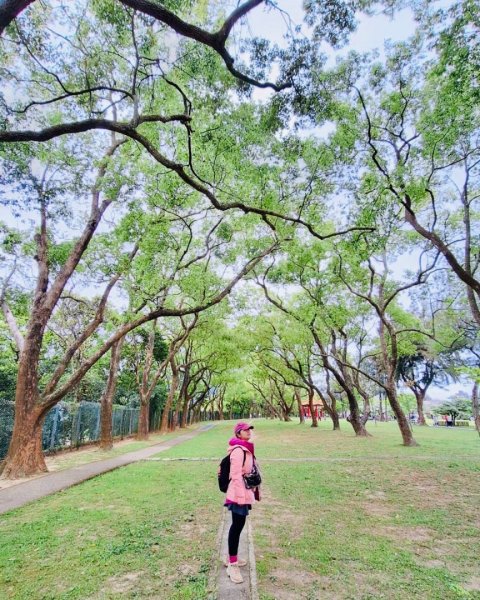 如夢似幻的四月雪-龍潭石管局-流蘇花盛開中2748611