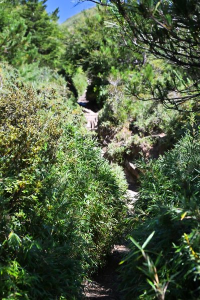 爬不膩的 合歡北峰2907022