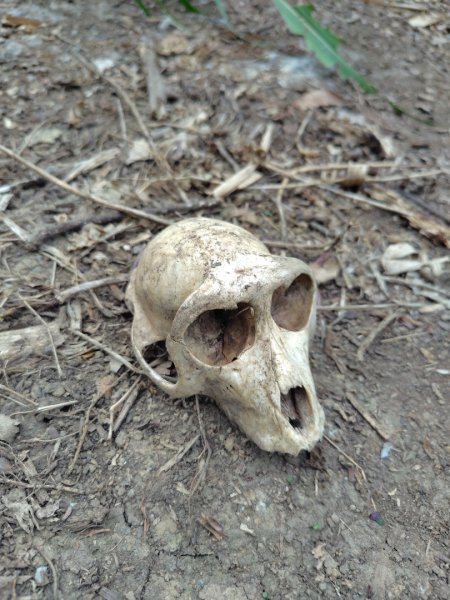 大棟山系南段 水利古道西口 上 竹高崙山 連走 鳥子嶺 坑仔內山 大崖山 下 龍目井農場