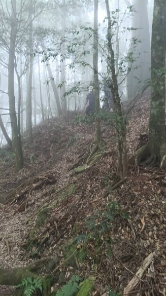 20251010 大雪山國家森林遊樂區 - 船型山林道 登 烏石坑山2911153