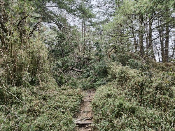 [玉山尋寶任務-08/12] 2025_0824 鹿林山步道_鹿林前山2870920