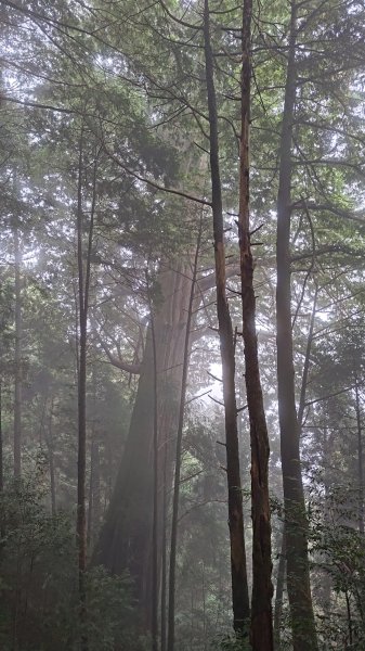 檜山巨木群2917996