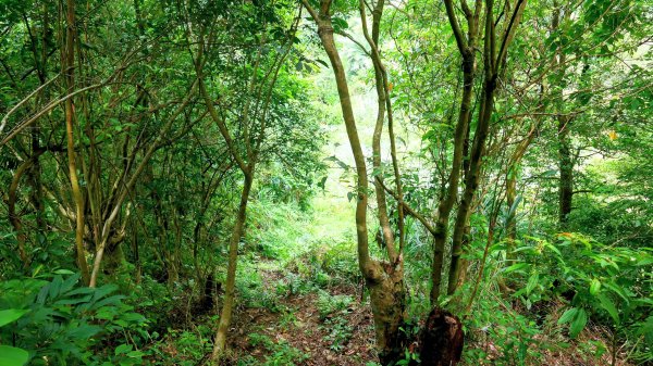 石古井,青林山,畝畝山,平溪子山2854688