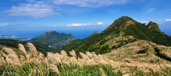 #半屏山 #芒花 11/262946034