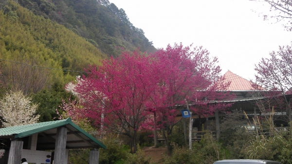 司馬庫斯神木91215