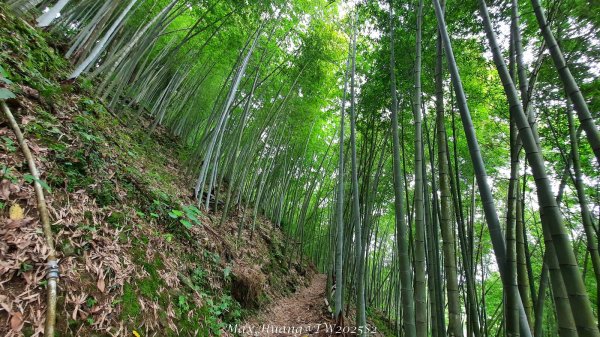 《台中》優美稜線｜橫嶺山自然步道（大雪山社區南登山口）202505312800143