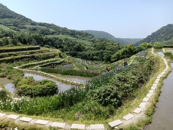 石門區嵩山百年水梯田鳶尾花祭+阡陌步道2763535