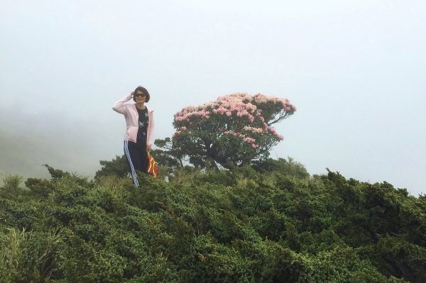 霧裡看花/這一季的東峰杜鵑597642