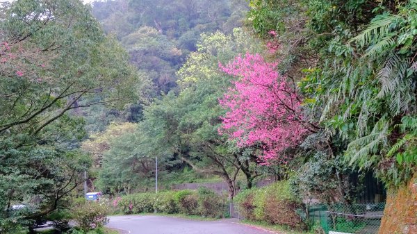 大尖山,四分尾山,勤進路1630950