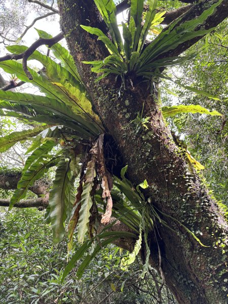 2025 芒草季 草嶺古道2932912