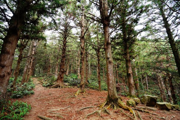 臺中 和平 大崠山、長壽山、醜崠山3028314