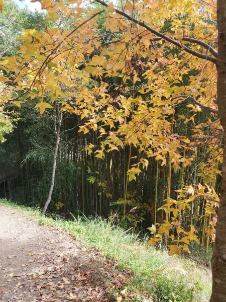 中級山-司馬庫斯2888982