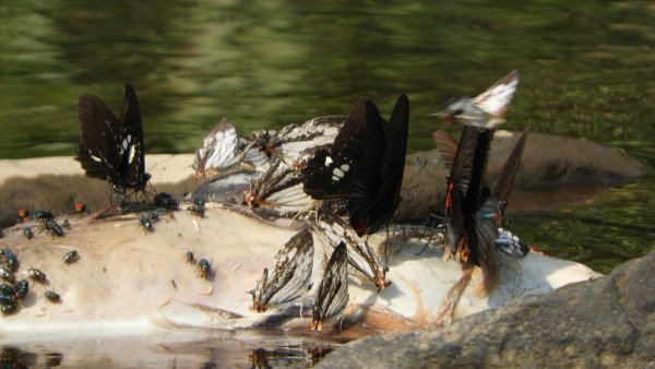 陽明山趴趴走，又到了賞蝶趣的季節 #褐斑毒蛾幼蟲2480545