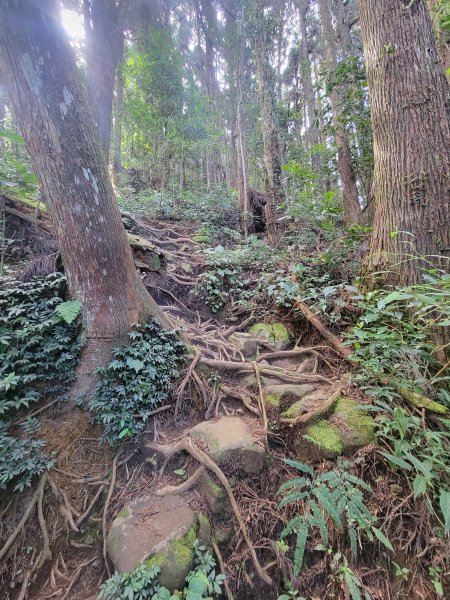 【南投 | 小百岳 金柑樹山】1739113