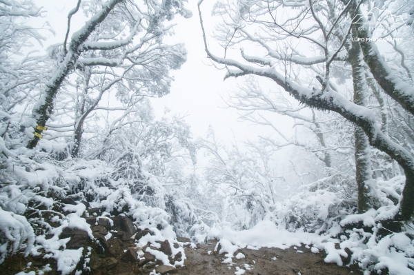 【攝野紀】夢幻般的雪中松蘿湖264527