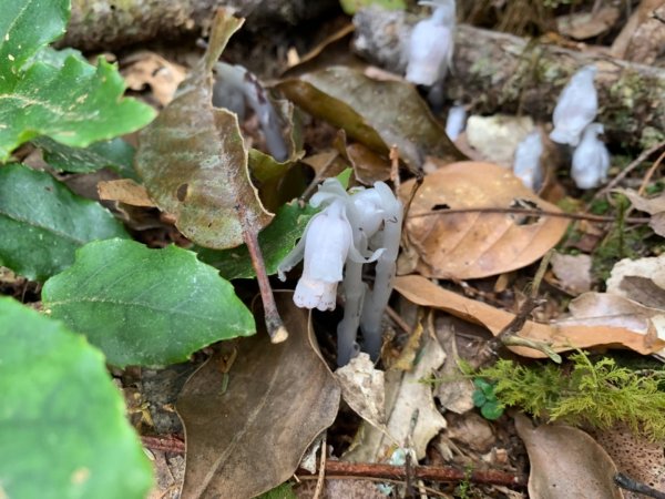 司馬庫斯生態1340512