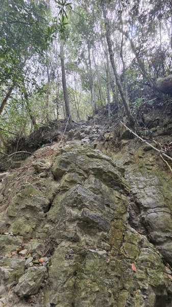 【美美兔走山趣】谷關抓雄-老六白毛2749984