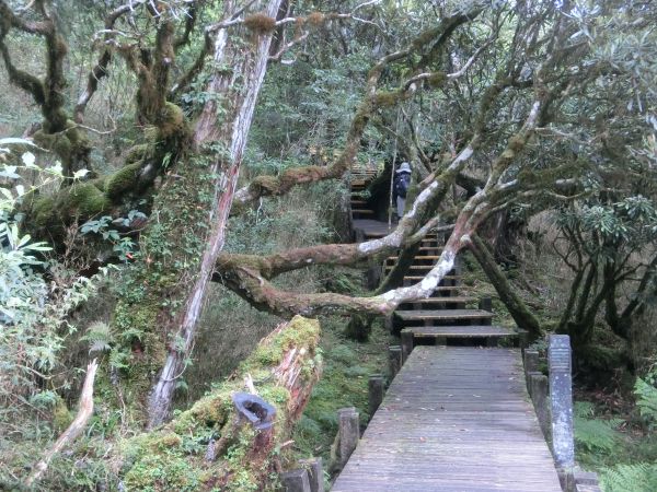 檜木原始林．鐵杉林自然步道380272
