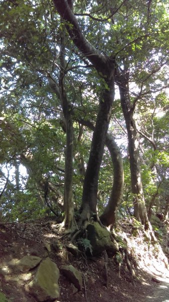 【臺北親山拓印趣】天母山天母古道白雲瀑布918687