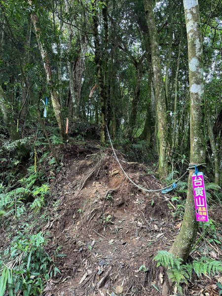 米堤走烏土堀林道到金柑樹山再到杉林溪天地眼2319344