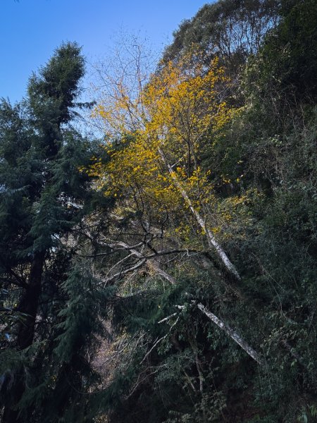 鳶嘴山上的瘦稜2983856