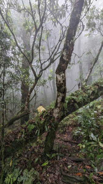113.06.01魯壁山-東穗山之旅2529903