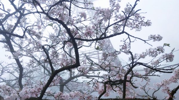 20210314阿里山派出所三月櫻花祭