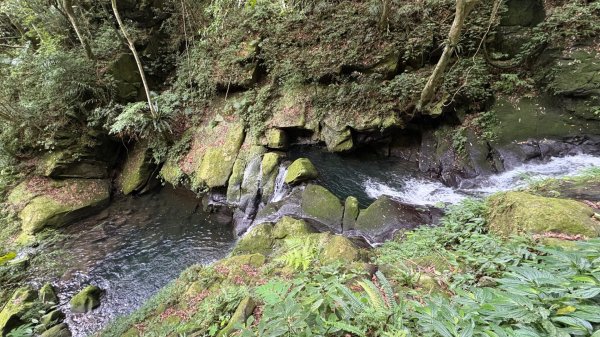 戲水（鴛鴦2786750