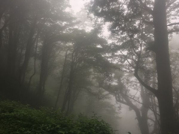 觀霧檜山巨木森林步道171700